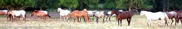 Marsh Creek Farm Pasture in 2004