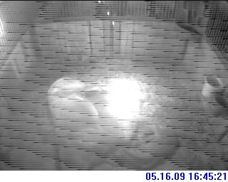MCF Foal Cam Recent image 3