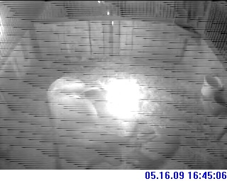 MCF Foal Cam Recent image 2