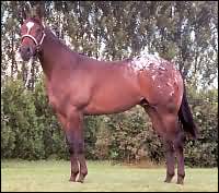 Stately Hombre  -  Click On Image to enlarge