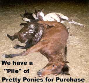 Baby Foals