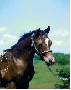 Sale Horses Link